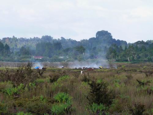 Schwelbrand Brandrodung Sumatra