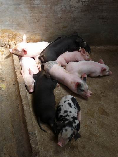 Schweine babi bei Laguboti im Behindertendorf