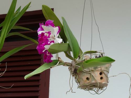 Orchiedee Siborong