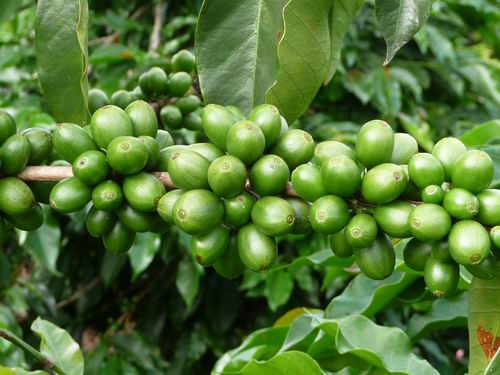Kaffeekirschen grün 
