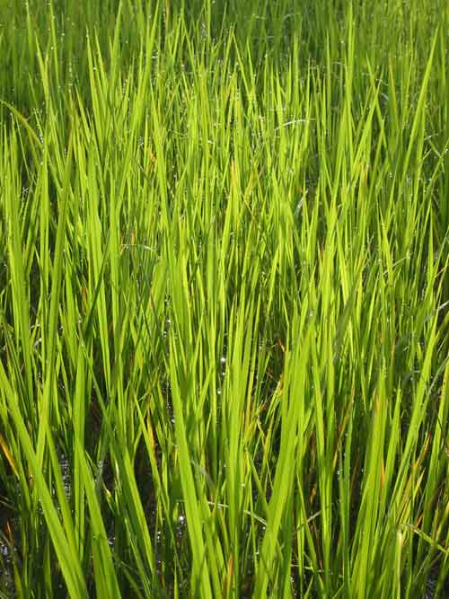 Sawah Reispflanze web500