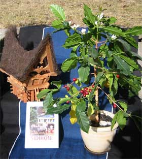 Kaffeebaum und Sidihoni-Buch