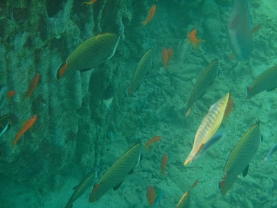 Fische Aceh